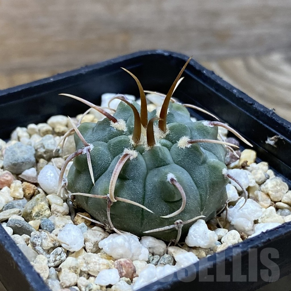 SH4063 Gymnocalycium vatteri, selection - Image 2