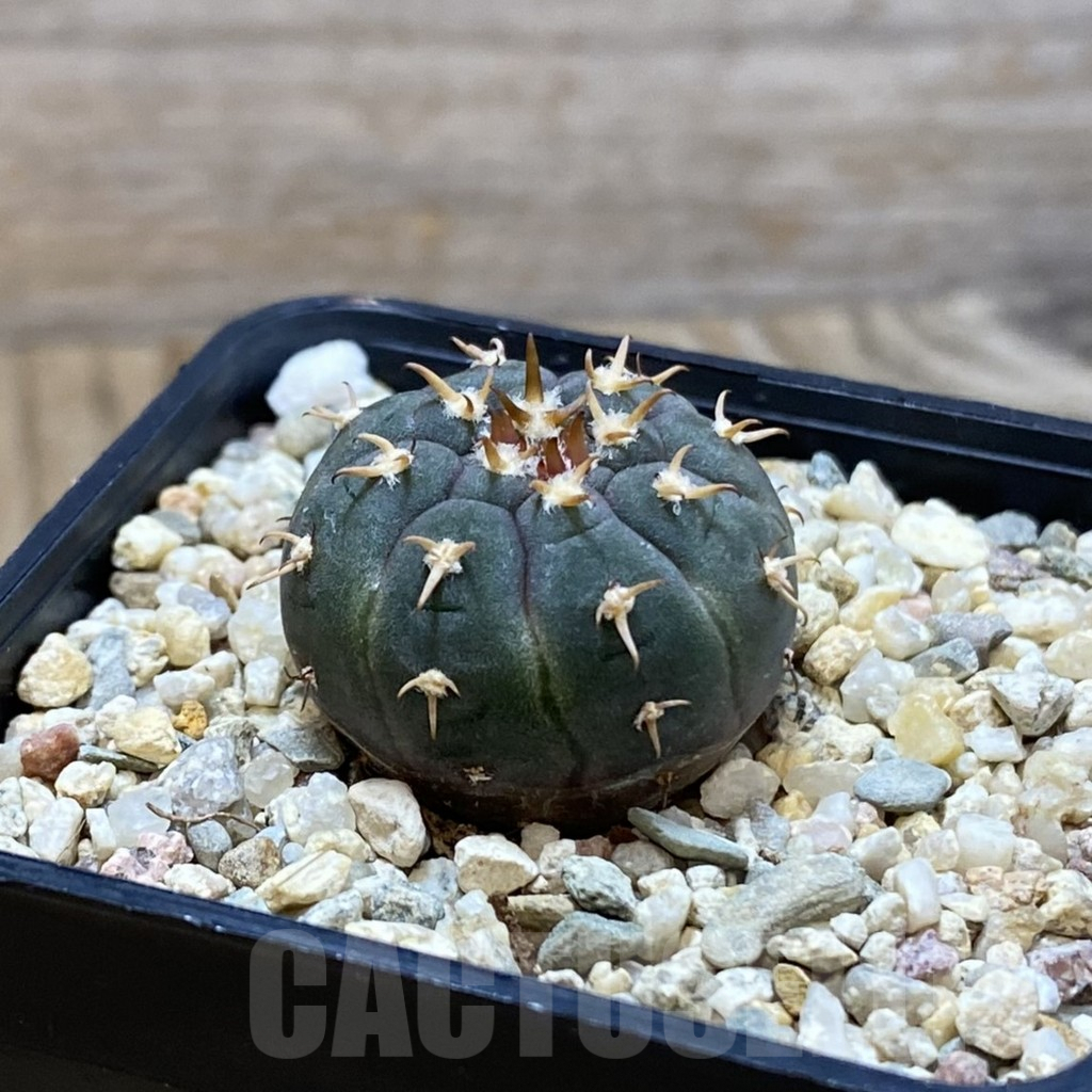 SH4066 Gymnocalycium spegazzinii v. unguispinum SL 443 - Image 2