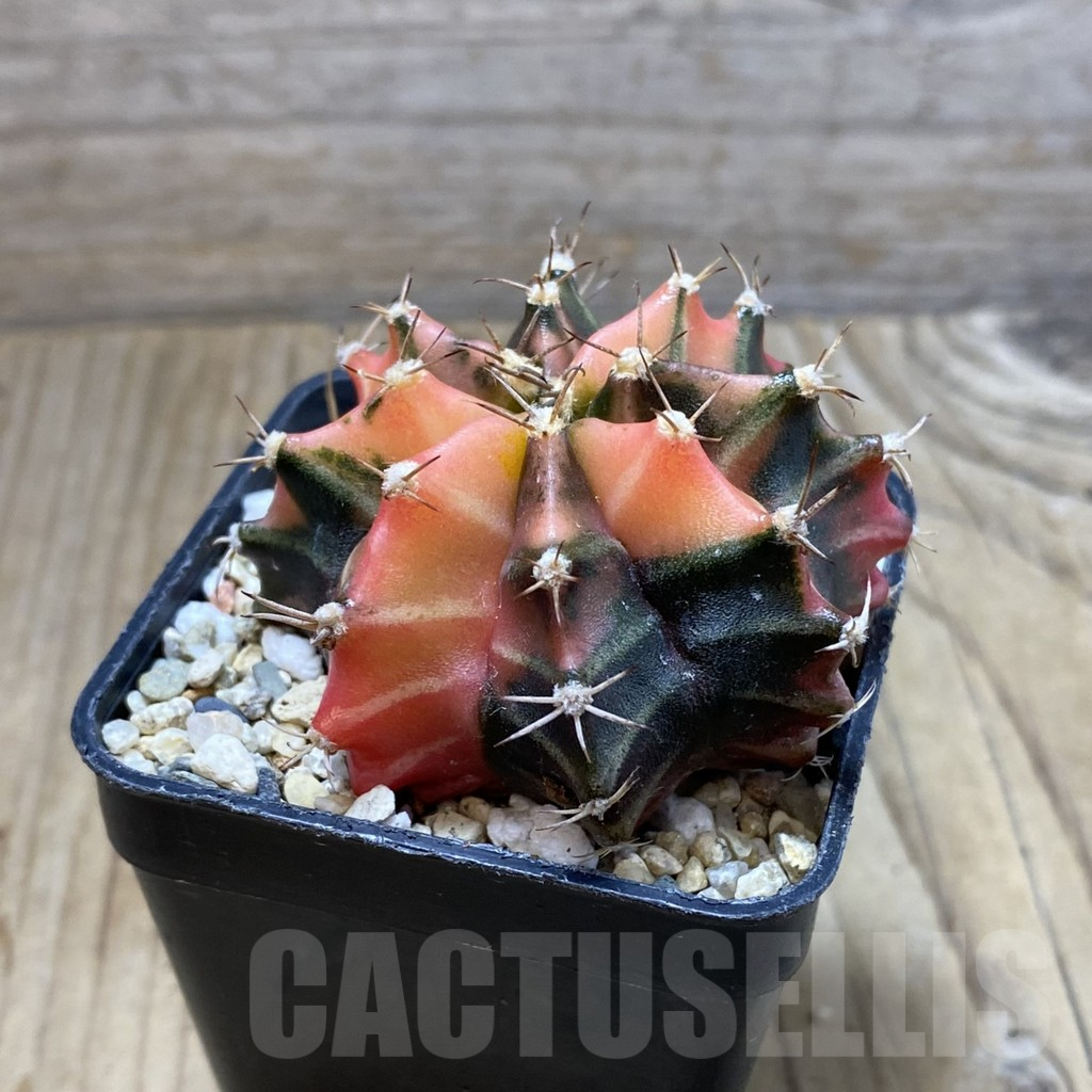 SH4126 Gymnocalycium mihanovichii f. variegata, seedling - Image 2