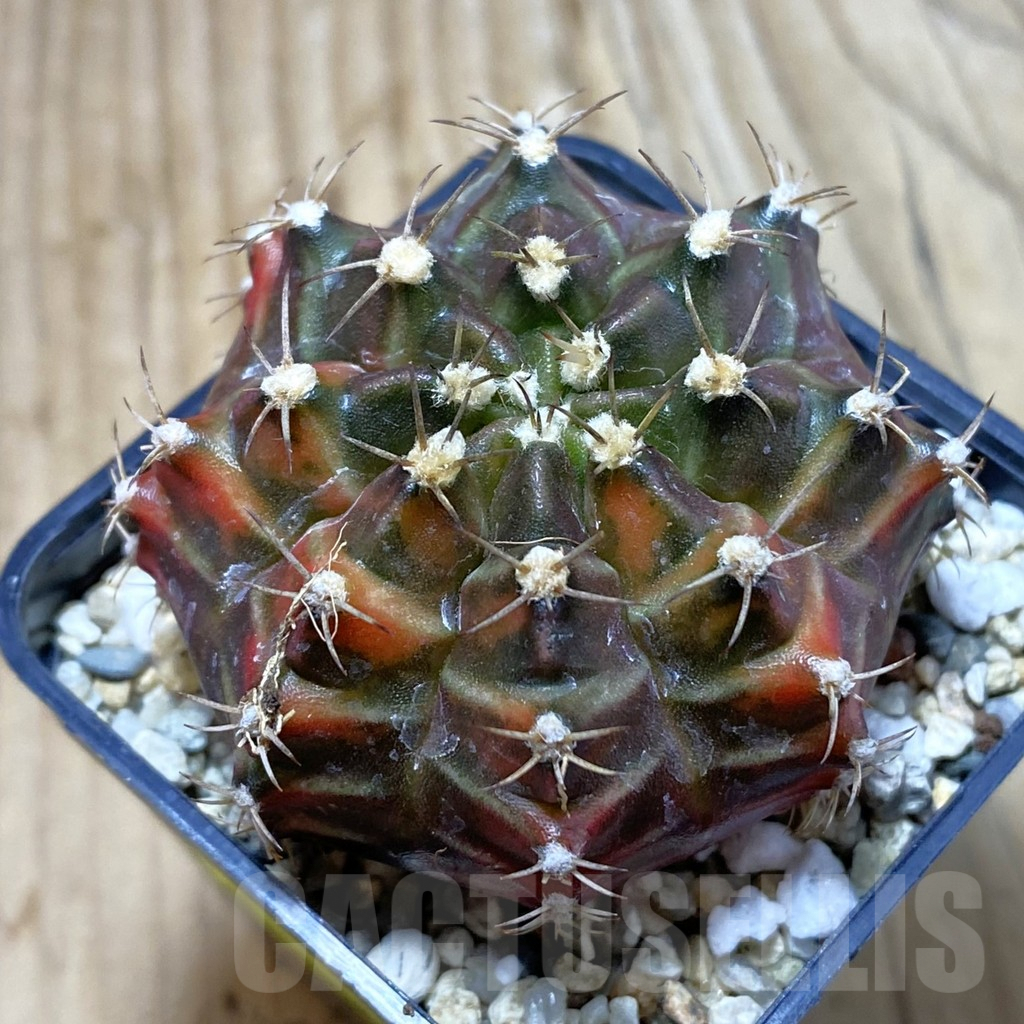SH4127 Gymnocalycium mihanovichii f. variegata, seedling