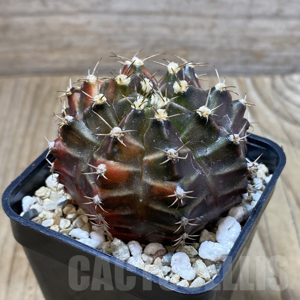 SH4127 Gymnocalycium mihanovichii f. variegata, seedling - Image 2