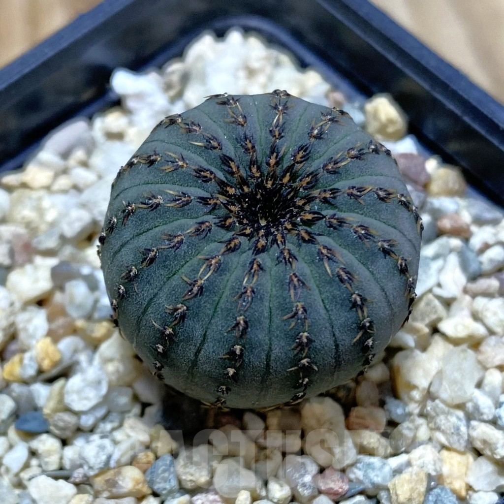 SH4097 Frailea asterioides
