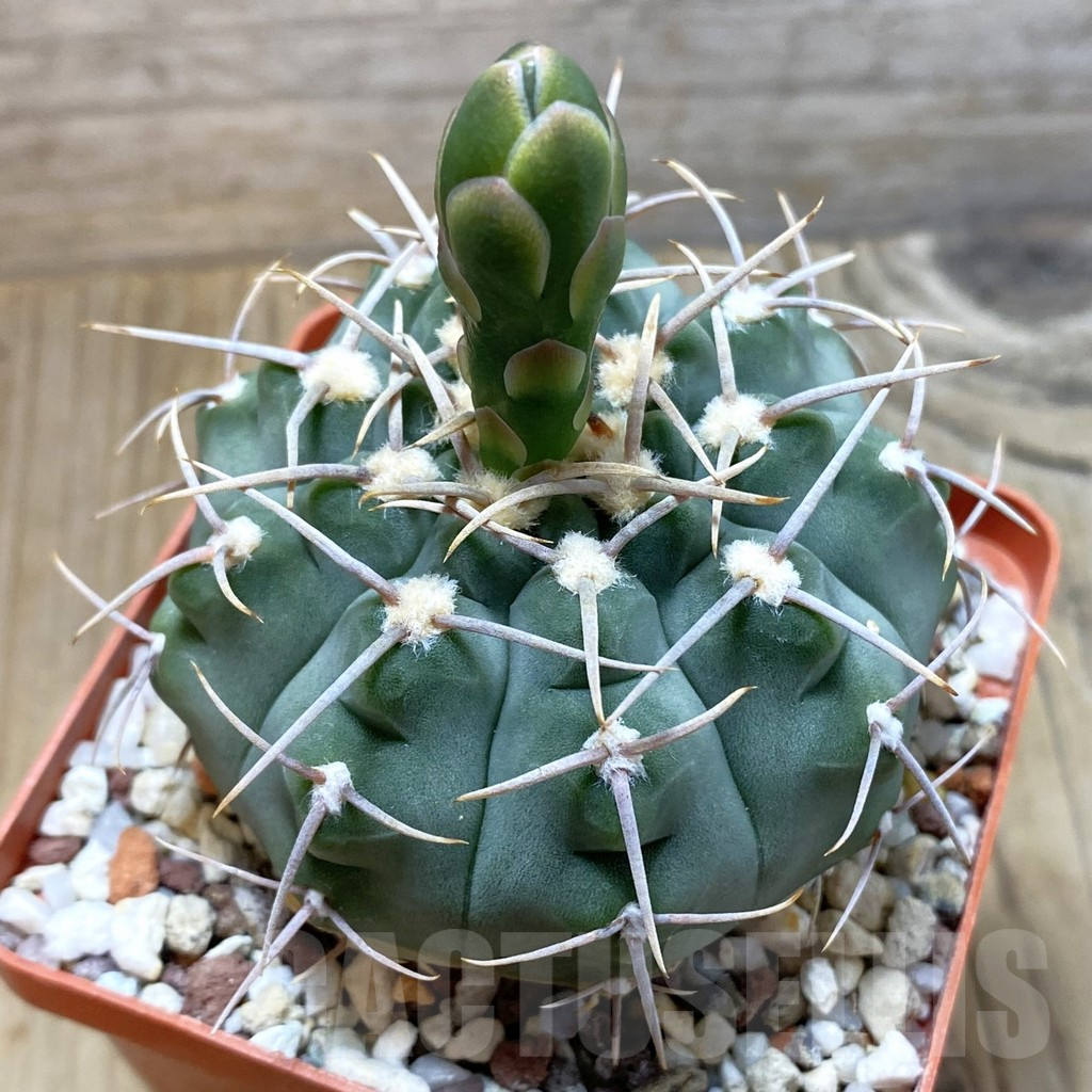 SH4143 Gymnocalycium vatteri VG 296