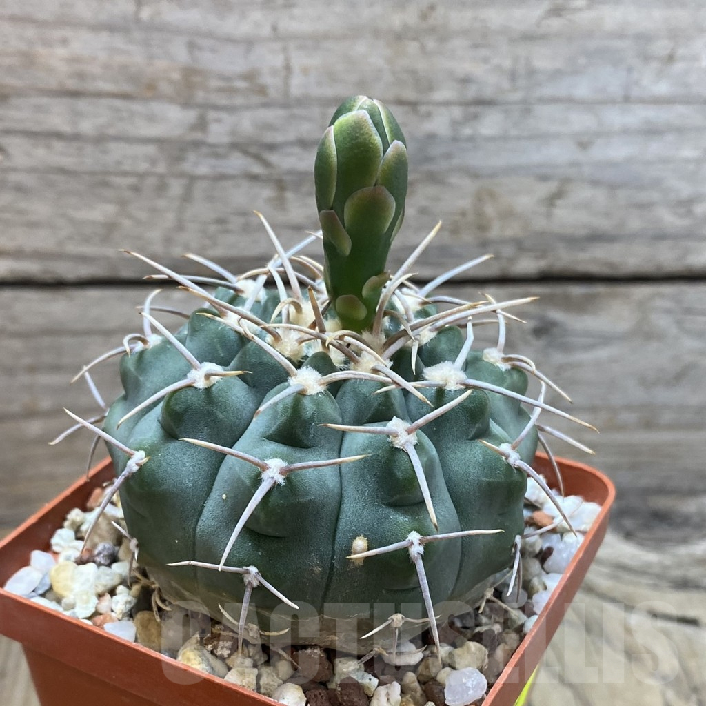 SH4143 Gymnocalycium vatteri VG 296 - Image 2