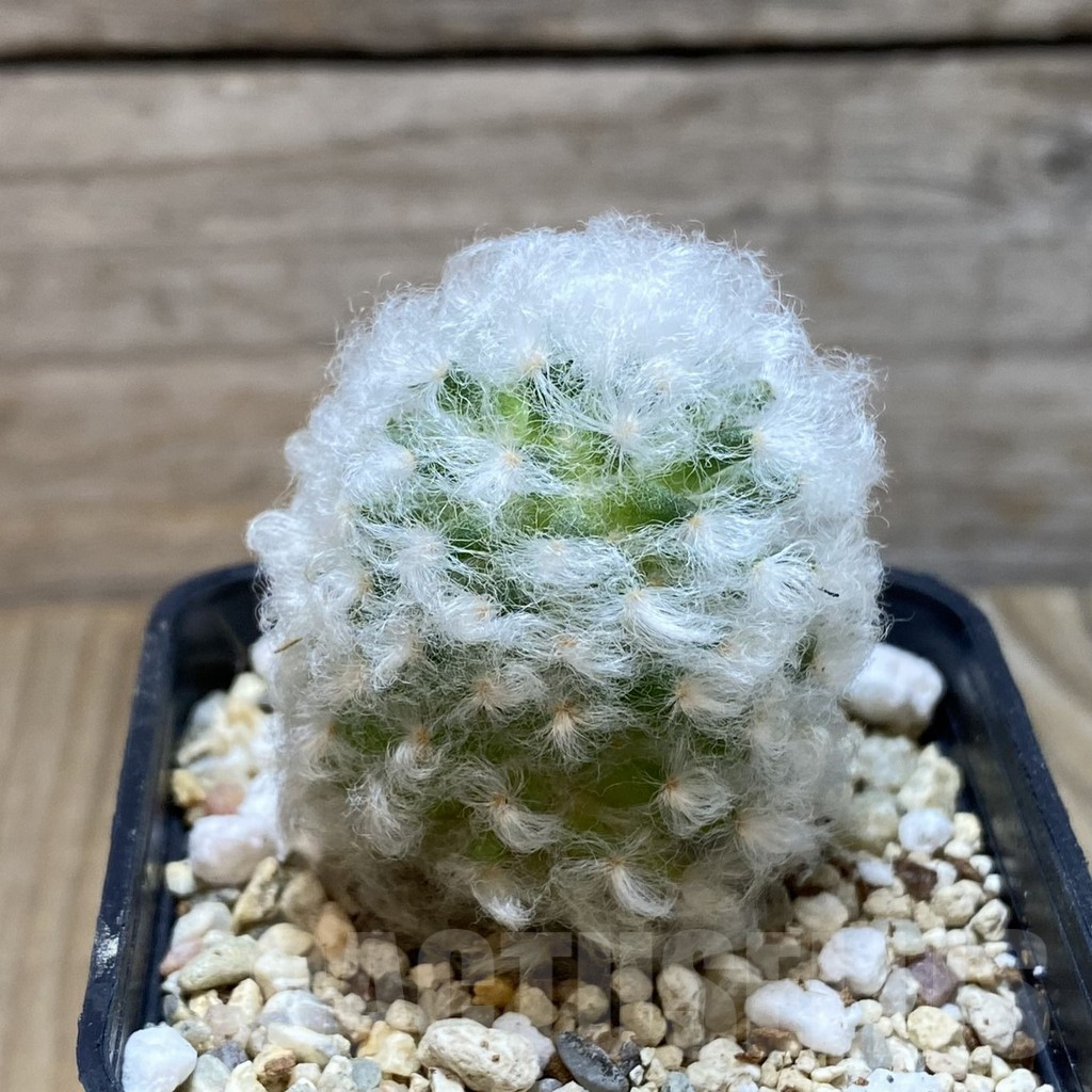 SH4100 Mammillaria bocasana v. multilanata, not spines - Image 2