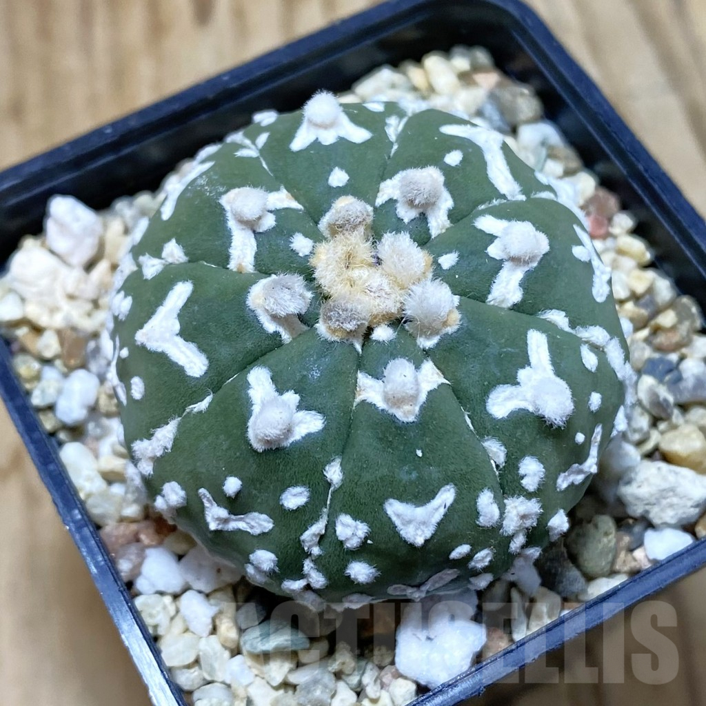 SH4101 Astrophytum asterias ‘Super Kabuto’ V-type f. nudum