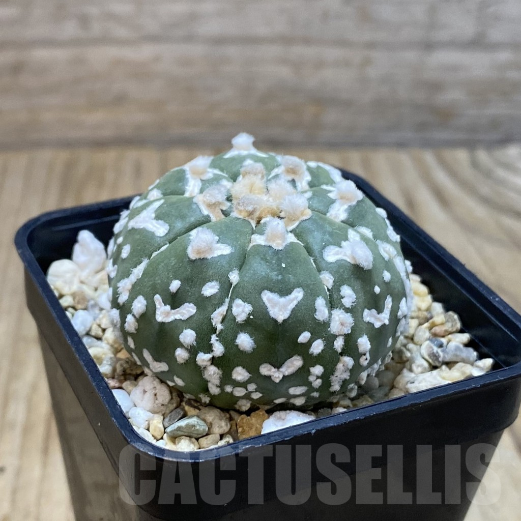SH4101 Astrophytum asterias ‘Super Kabuto’ V-type f. nudum - Image 2