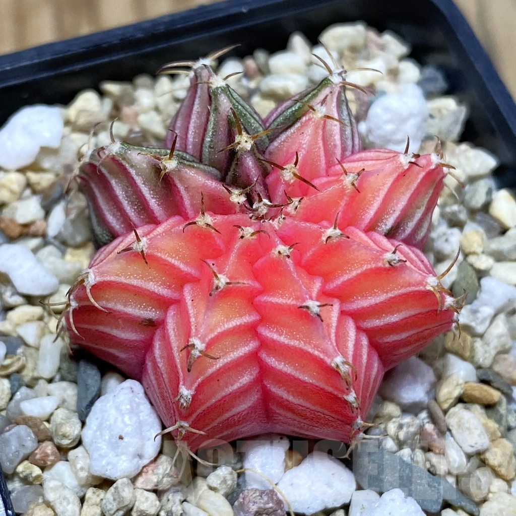 SH4110 Gymnocalycium friedrichii f. variegata, seedling
