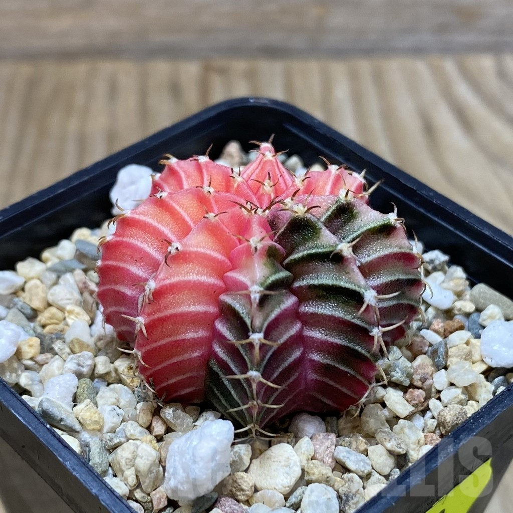 SH4110 Gymnocalycium friedrichii f. variegata, seedling - Image 2