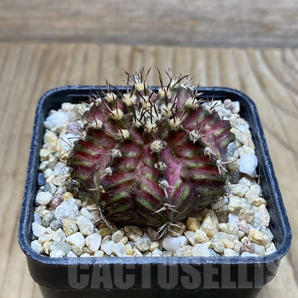 SH4113 Gymnocalycium mihanovichii ‘T-Lux’, seedling - Image 2