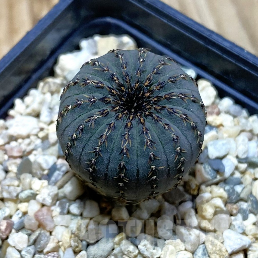 SH4096 Frailea asterioides