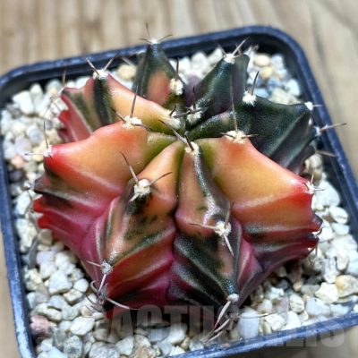 SH4122 Gymnocalycium mihanovichii f. variegata, seedling