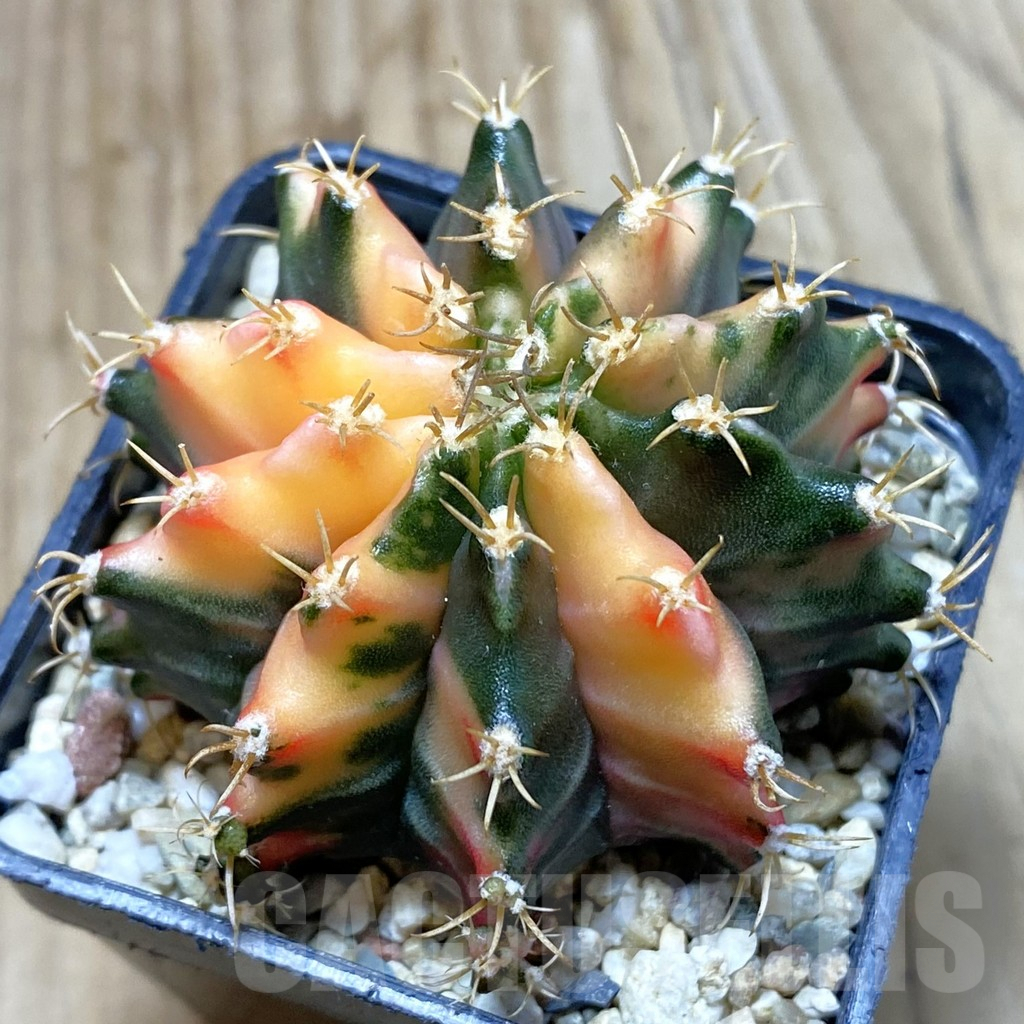 SH4124 Gymnocalycium mihanovichii f. variegata, seedling