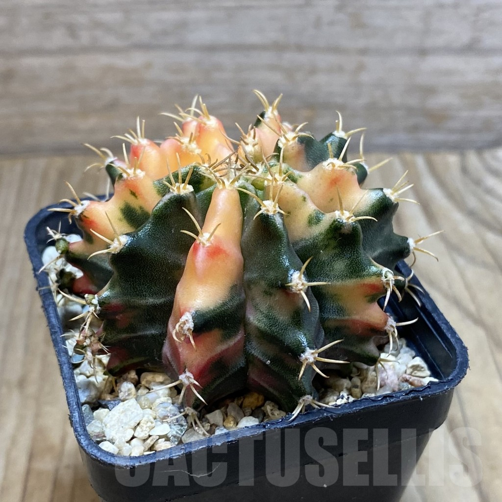 SH4124 Gymnocalycium mihanovichii f. variegata, seedling - Image 2