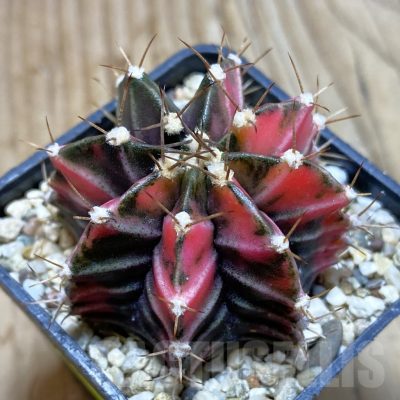 SH4125 Gymnocalycium mihanovichii f. variegata, seedling