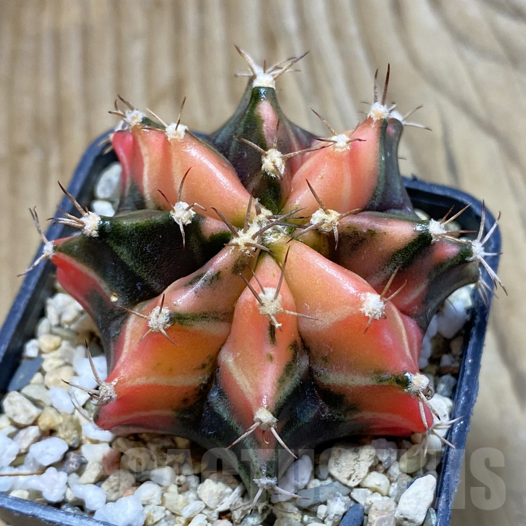 SH4126 Gymnocalycium mihanovichii f. variegata, seedling