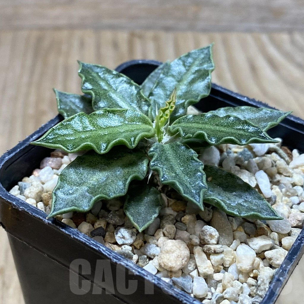 SH4258 Euphorbia tulearensis - Image 2