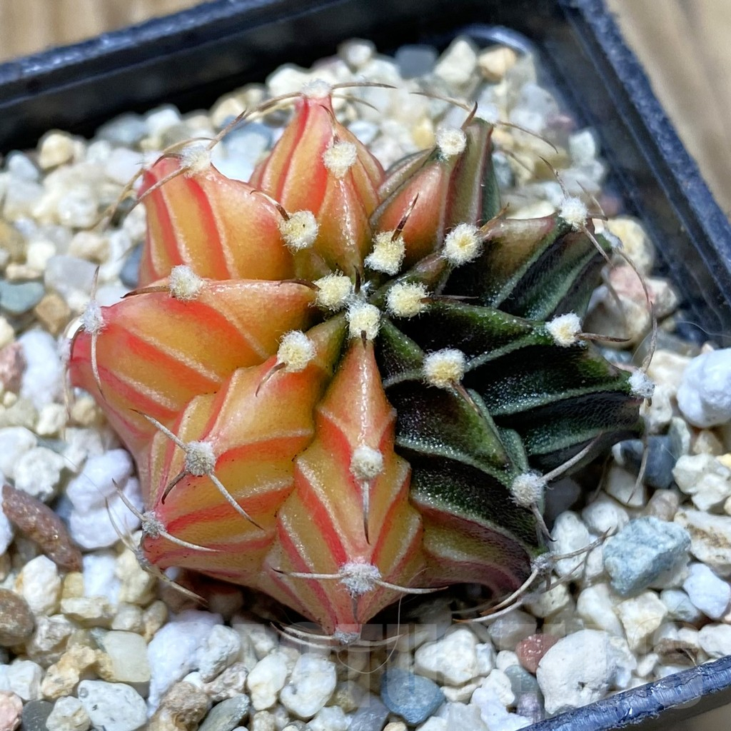 SH4295 Gymnocalycium friedrichii f. variegata, seedling