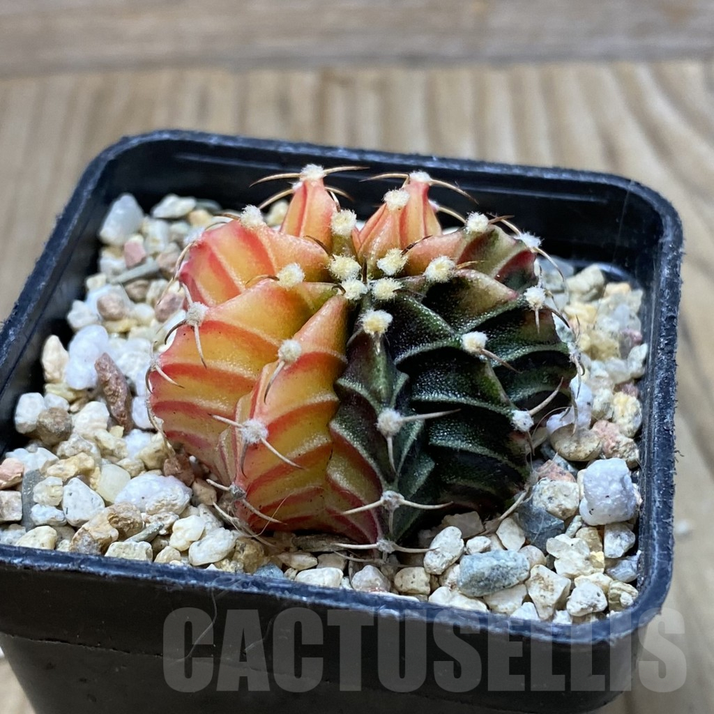 SH4295 Gymnocalycium friedrichii f. variegata, seedling - Image 2