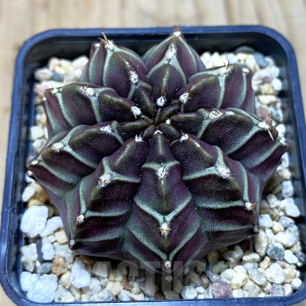 SH4299 Gymnocalycium mihanovichii ‘Nana’ x ‘Day Dream’, seedling