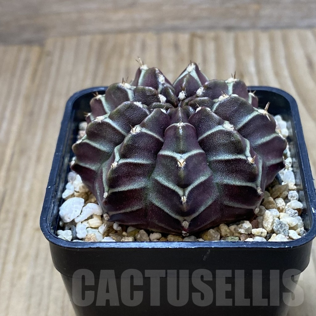 SH4299 Gymnocalycium mihanovichii ‘Nana’ x ‘Day Dream’, seedling - Image 2