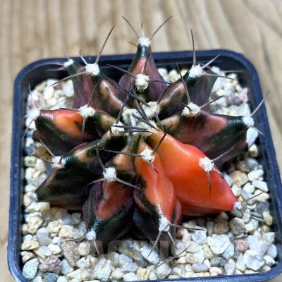 SH4303 Gymnocalycium mihanovichii f. variegata, seedling