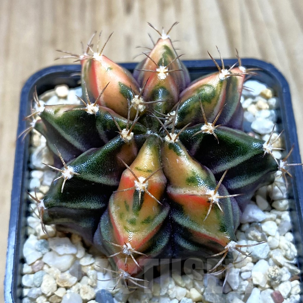 SH4305 Gymnocalycium mihanovichii f. variegata, seedling
