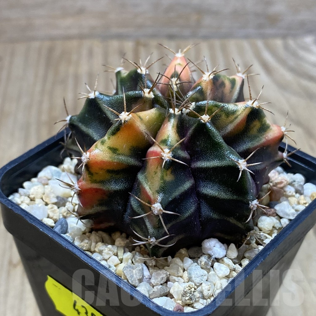 SH4305 Gymnocalycium mihanovichii f. variegata, seedling - Image 2