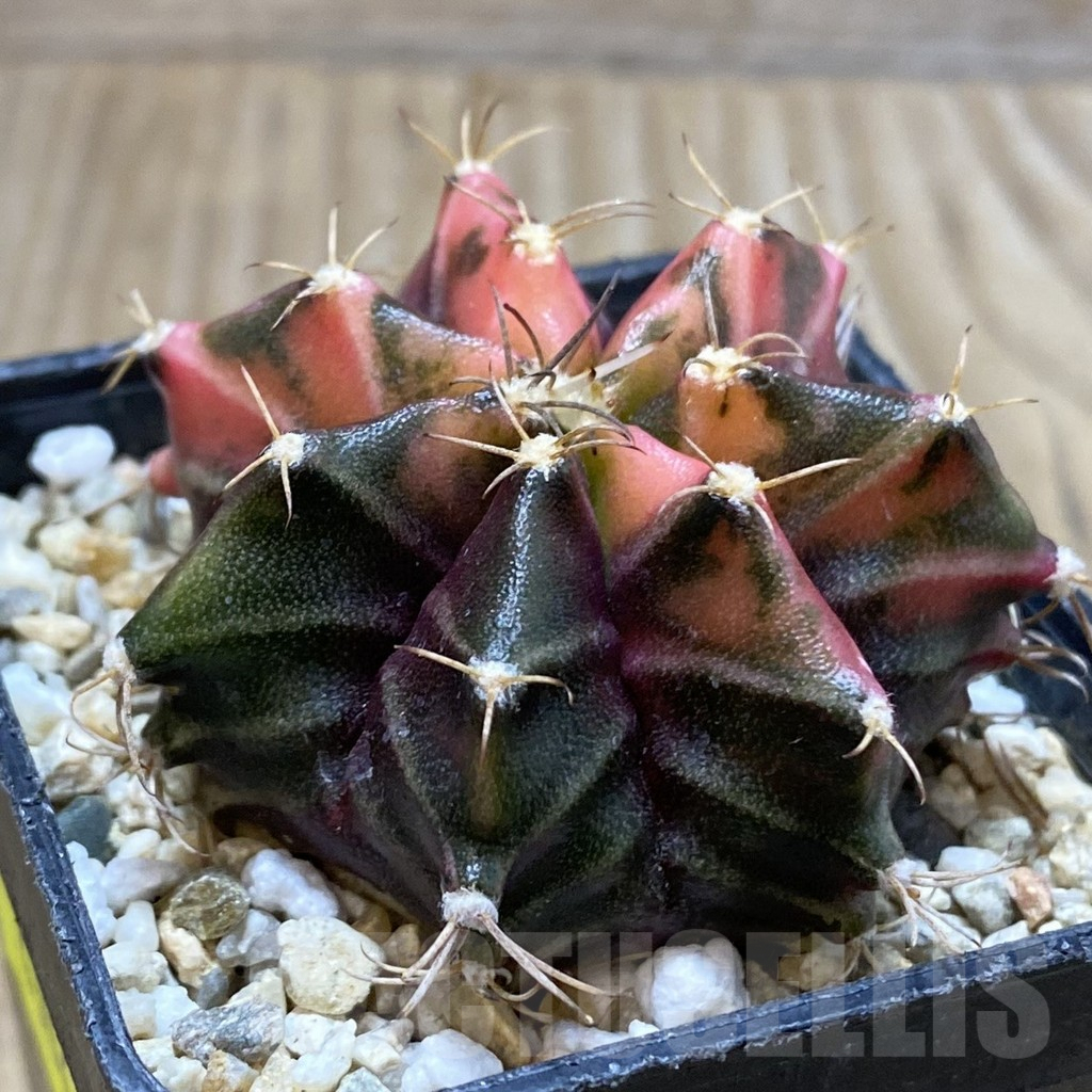 SH4306 Gymnocalycium mihanovichii f. variegata, seedling - Image 2