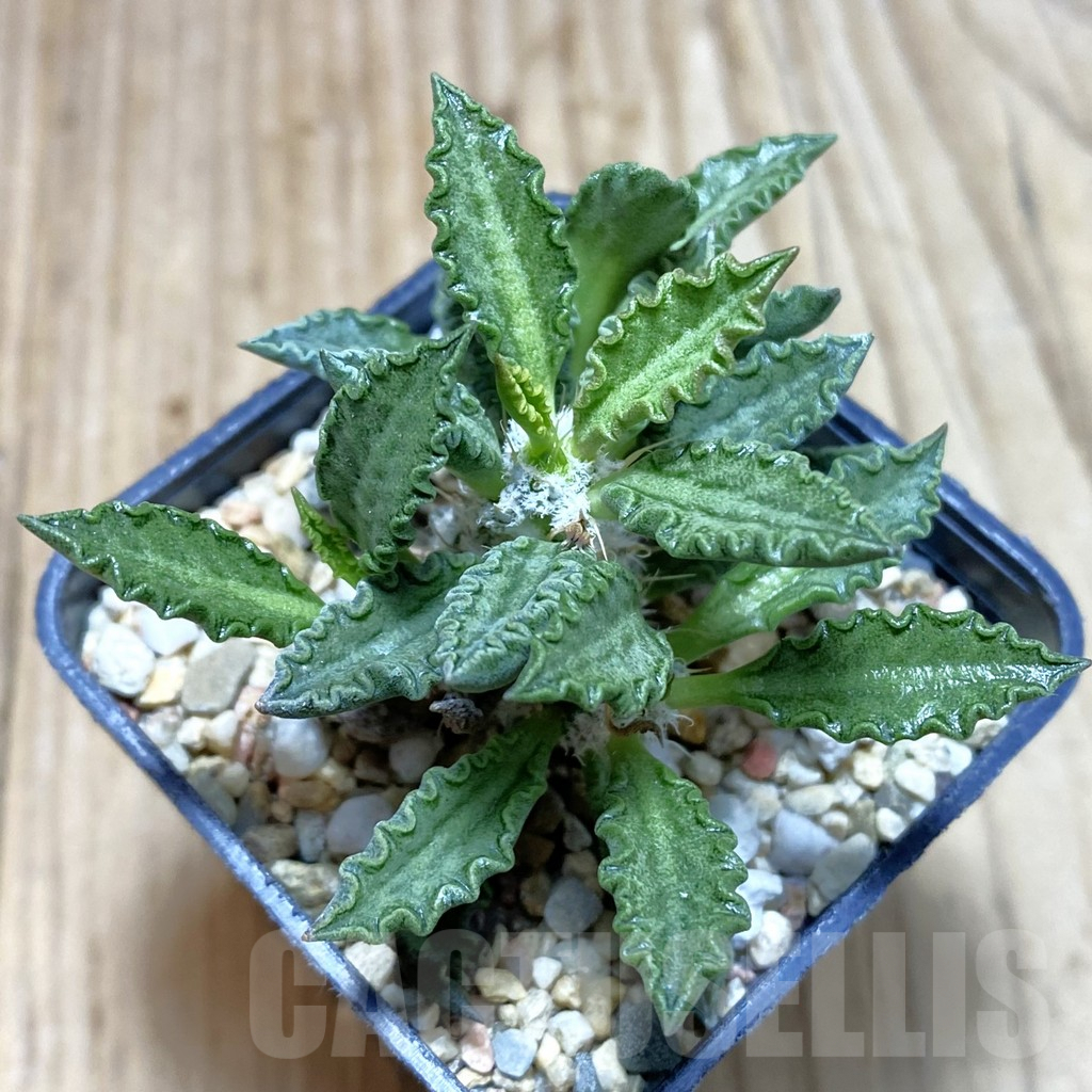 SH4256 Euphorbia tulearensis