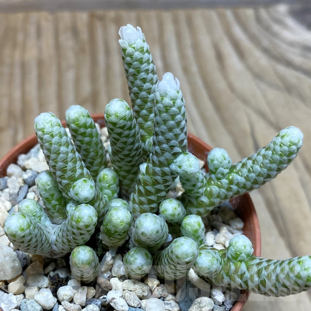 SH4262 Avonia papyracea