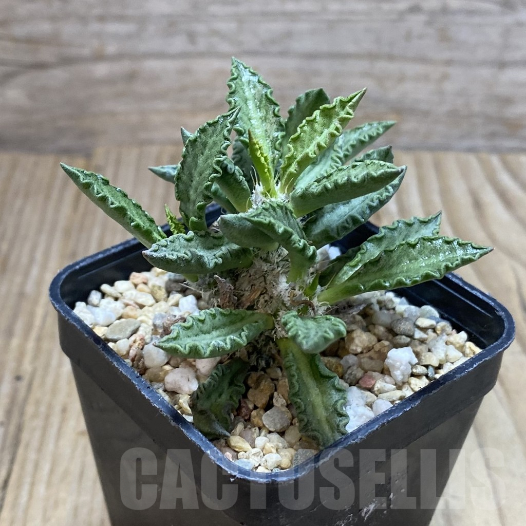 SH4256 Euphorbia tulearensis - Image 2