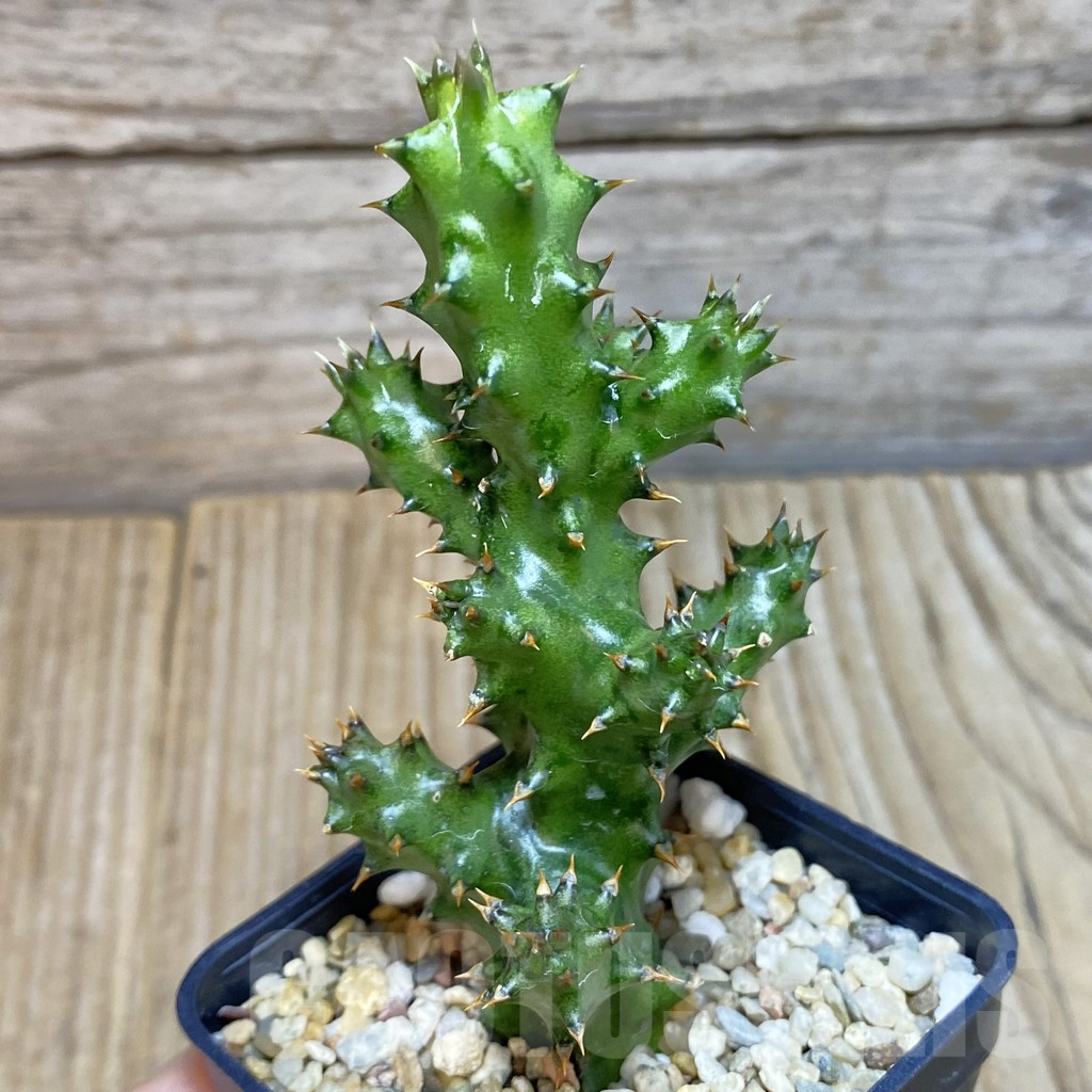 SH4265 Edithcolea grandis