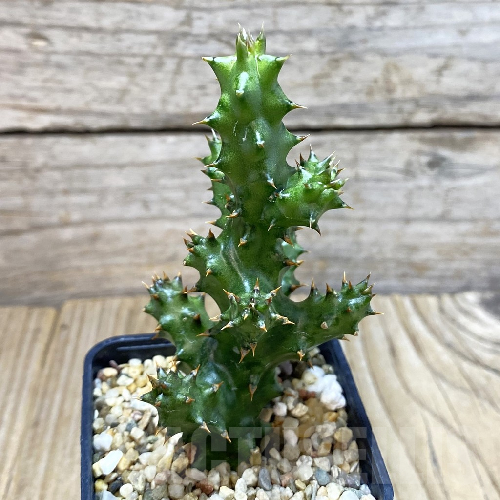 SH4265 Edithcolea grandis - Image 2