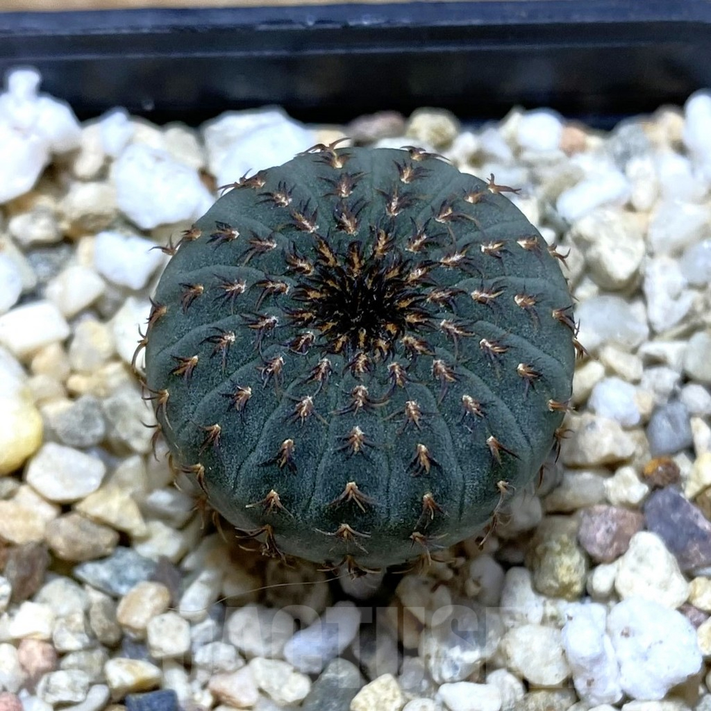 SH4267 Frailea asterioides