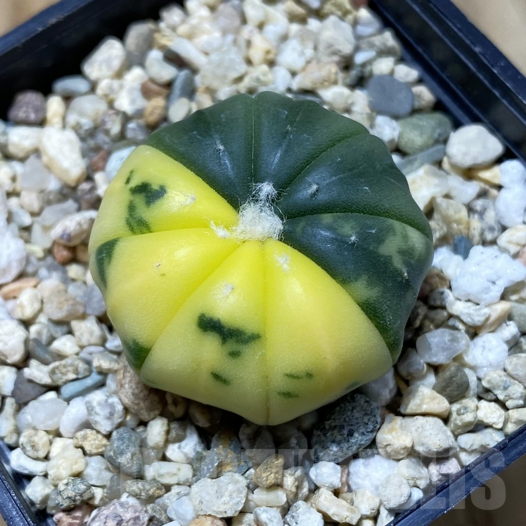 SH4276 Astrophytum asterias f. variegata