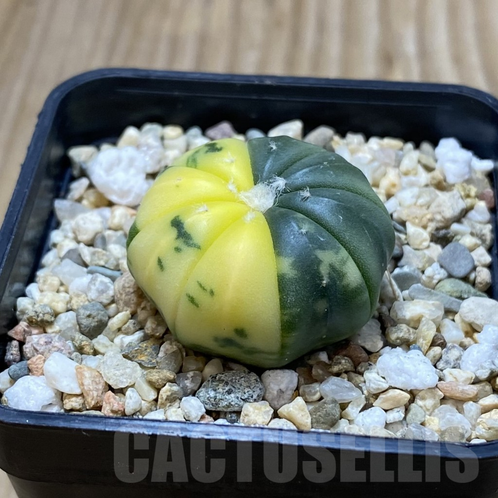 SH4276 Astrophytum asterias f. variegata - Image 2
