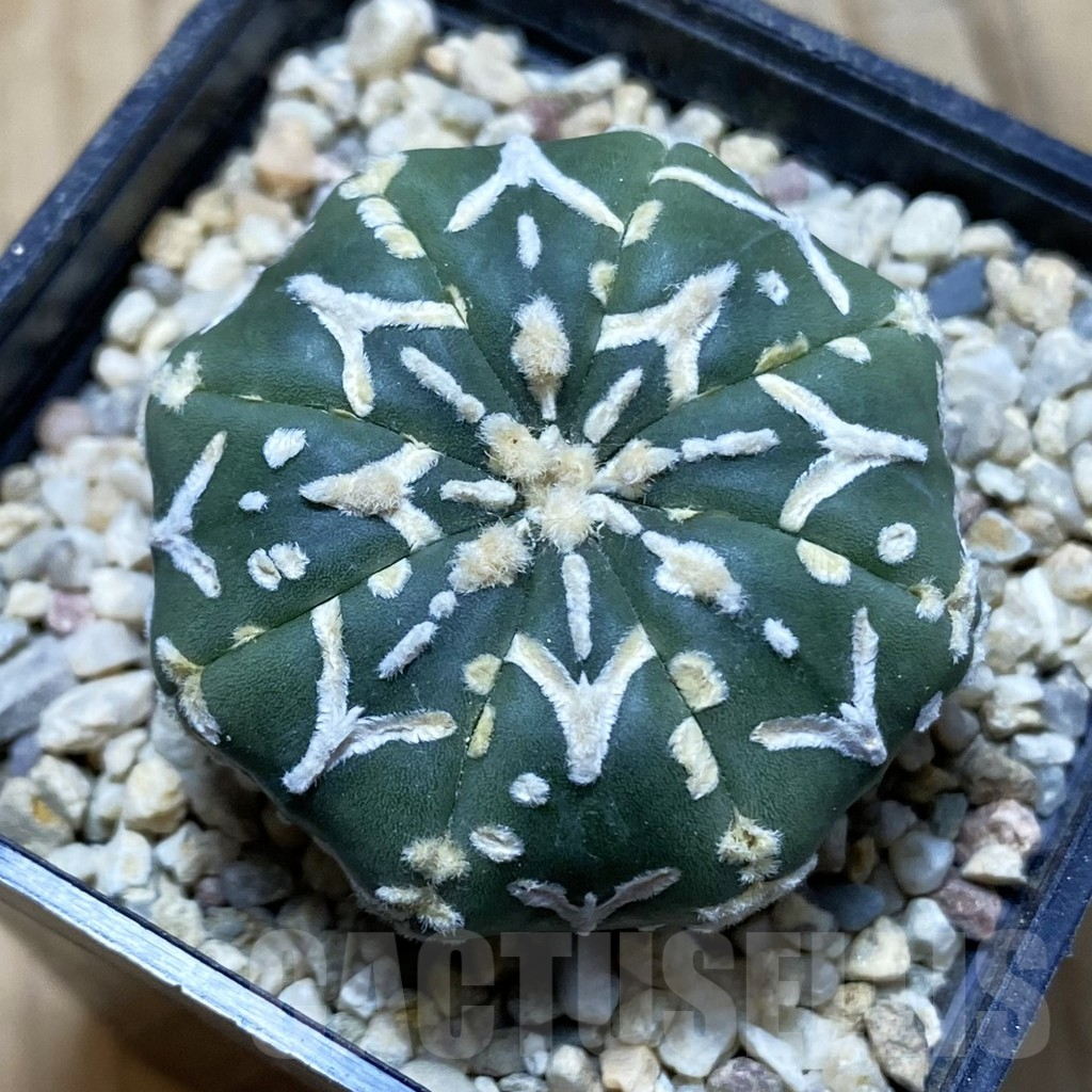 SH4282 Astrophytum asterias ‘Super Kabuto’ V-type f. nudum