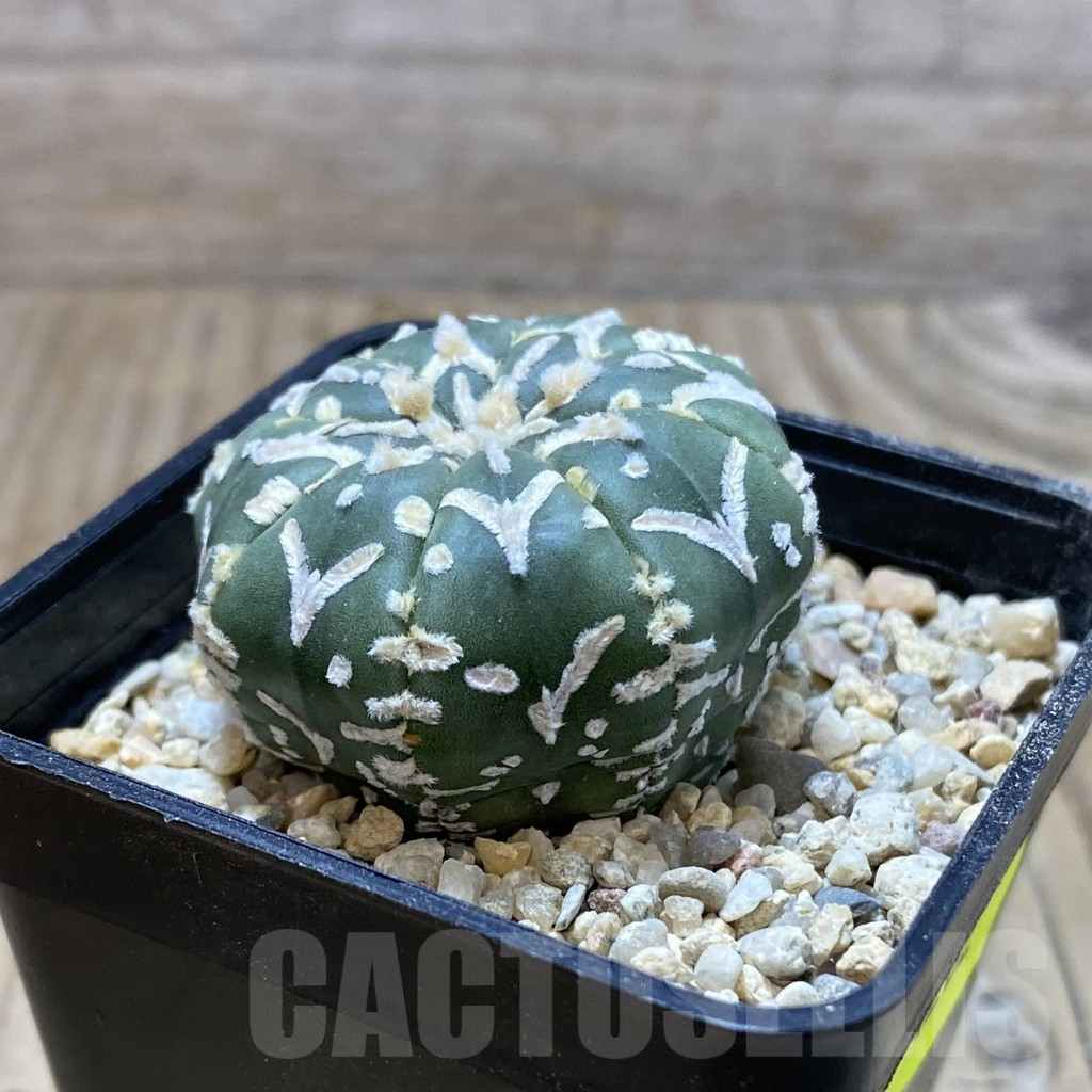SH4282 Astrophytum asterias ‘Super Kabuto’ V-type f. nudum - Image 2