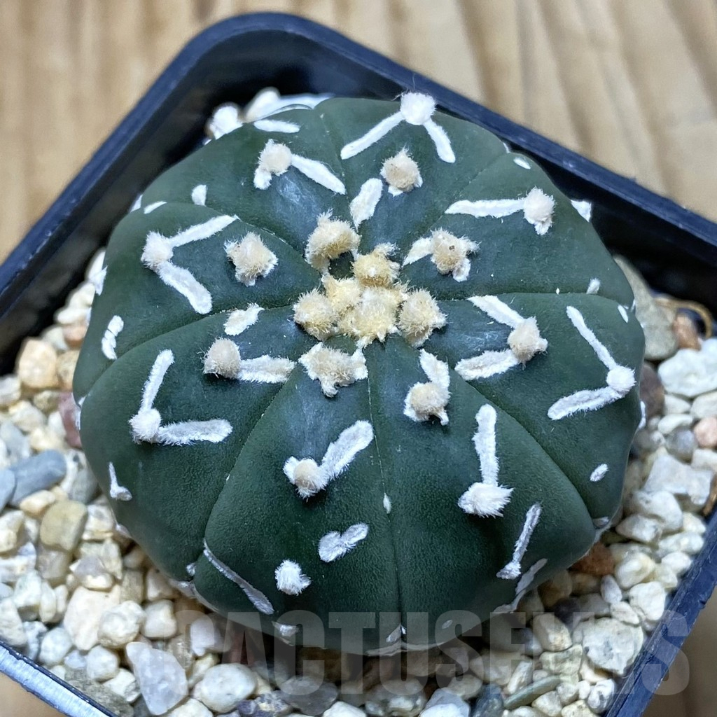 SH4283 Astrophytum asterias ‘Super Kabuto’ V-type f. nudum