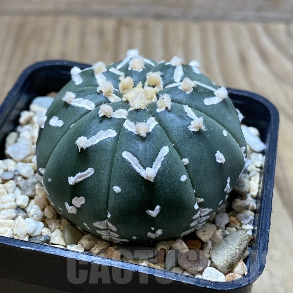 SH4283 Astrophytum asterias ‘Super Kabuto’ V-type f. nudum - Image 2