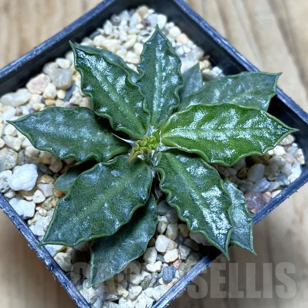 SH4258 Euphorbia tulearensis
