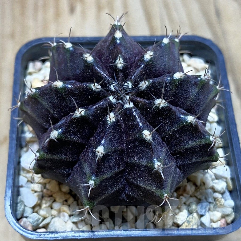 SH4285 Gymnocalycium mihanovichii ‘Black Widow’ x ‘Day Dream’, seedling