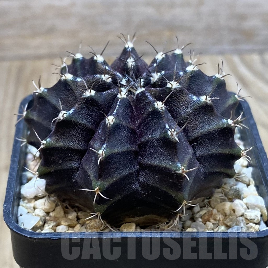 SH4285 Gymnocalycium mihanovichii ‘Black Widow’ x ‘Day Dream’, seedling - Image 2