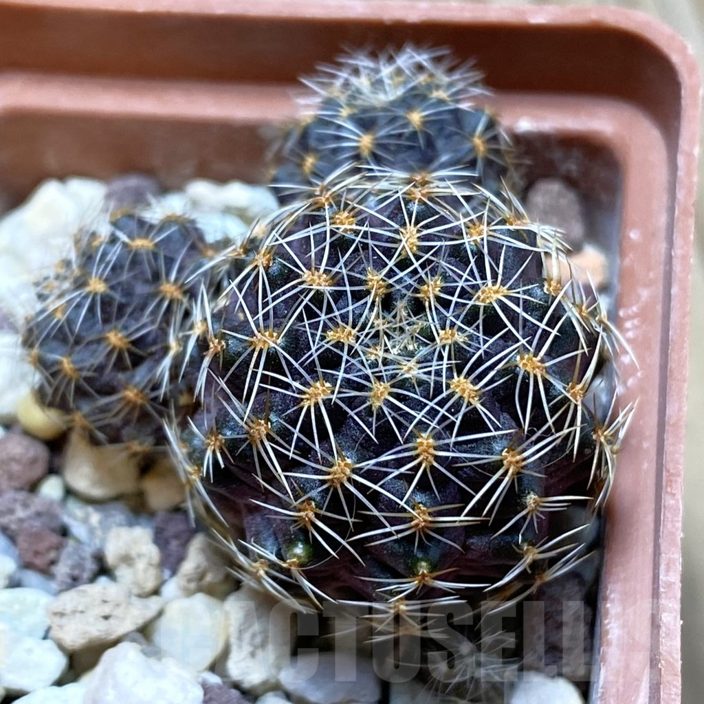 SH4389 Mediolobivia sp.
