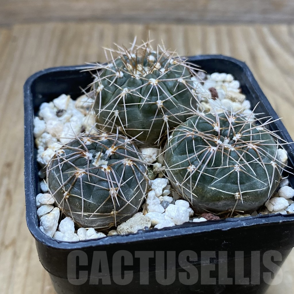 SH4392 Gymnocalycium taningaense VG 306, 2 plants - Image 2