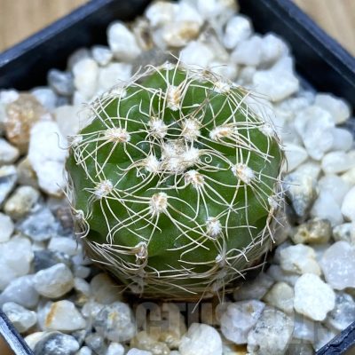 SH4396 Gymnocalycium parvulum ssp. huettneri