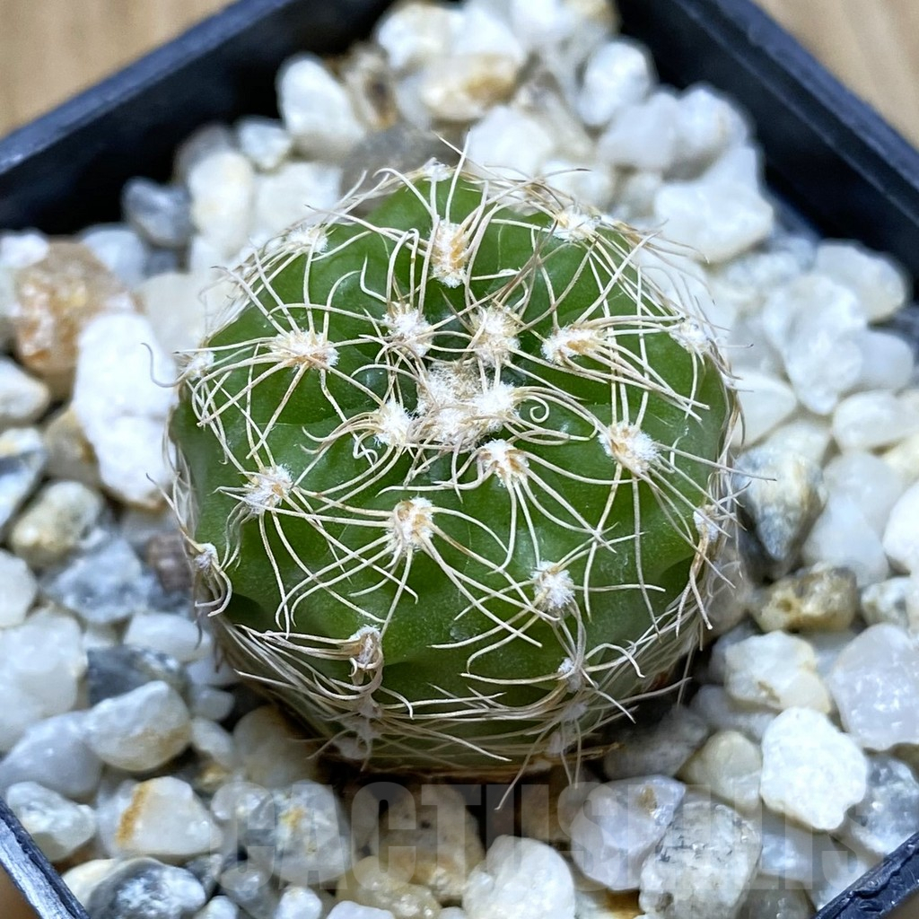 SH4396 Gymnocalycium parvulum ssp. huettneri