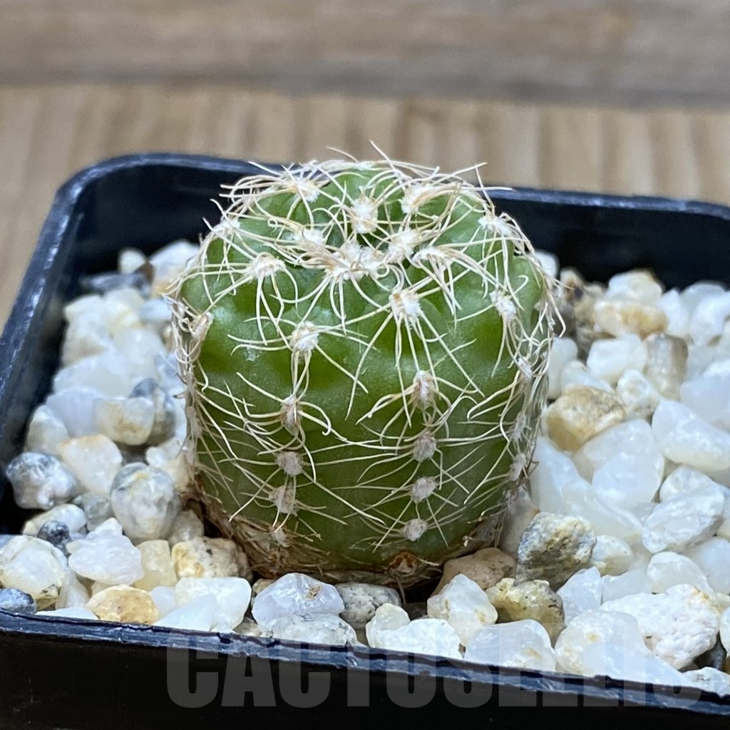 SH4396 Gymnocalycium parvulum ssp. huettneri - Image 2
