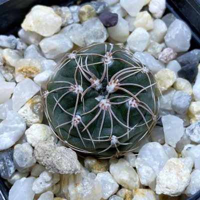SH4397 Gymnocalycium sp. MM650